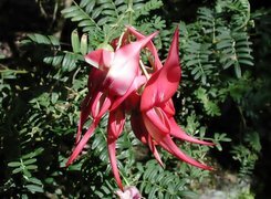 Oryginalny obrazek