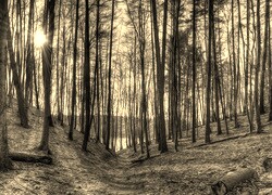Szary + Sepia