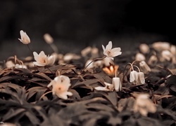 Oryginalny obrazek