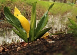 Oryginalny obrazek