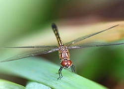 Oryginalny obrazek