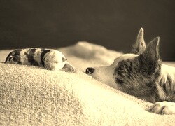 Szary + Sepia
