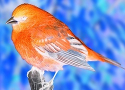 Negatyw