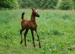 Oryginalny obrazek