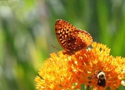 Oryginalny obrazek