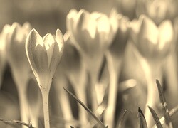 Szary + Sepia