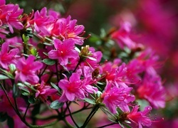 Oryginalny obrazek