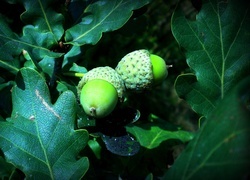 Oryginalny obrazek
