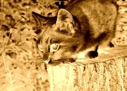 Sepia + Negatyw