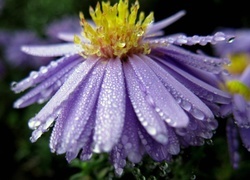 Oryginalny obrazek
