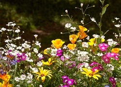 Oryginalny obrazek