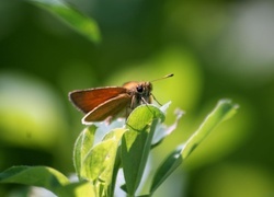 Oryginalny obrazek