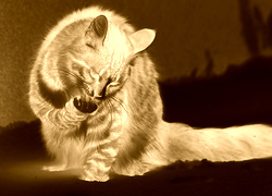 Sepia + Negatyw
