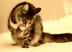 Sepia