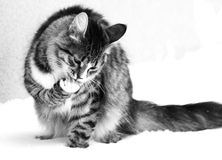Szary + Sepia