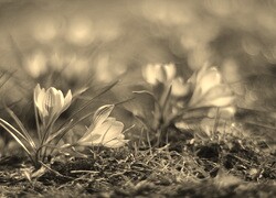 Szary + Sepia