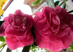 Oryginalny obrazek