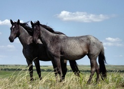 Oryginalny obrazek