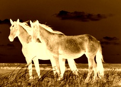 Sepia + Negatyw