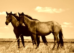 Sepia