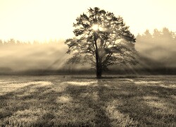 Szary + Sepia