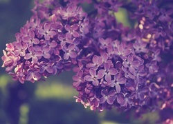Oryginalny obrazek