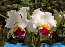 Oryginalny obrazek