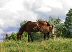 Oryginalny obrazek