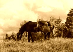 Sepia