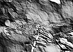 Skamielina