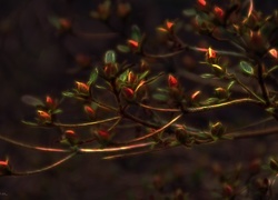 Oryginalny obrazek