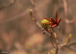 Oryginalny obrazek