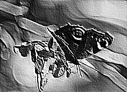 Skamielina
