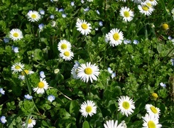 Oryginalny obrazek