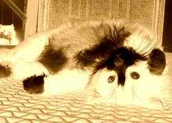 Sepia + Negatyw