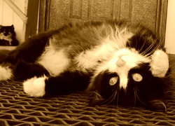 Sepia