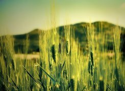 Oryginalny obrazek