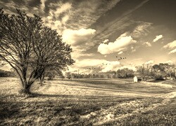 Szary + Sepia