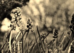 Szary + Sepia