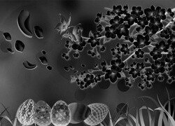 Szary + Negatyw