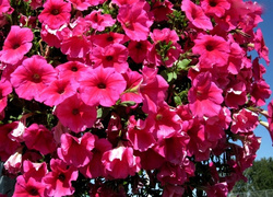 Oryginalny obrazek