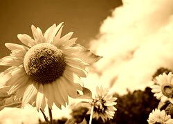 Sepia