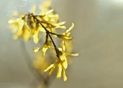 Oryginalny obrazek