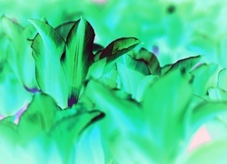 Negatyw