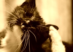 Sepia