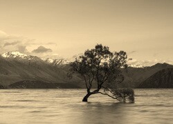 Szary + Sepia
