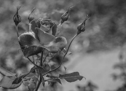 Szary