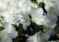Oryginalny obrazek