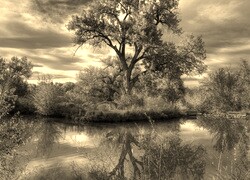 Szary + Sepia