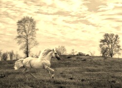 Szary + Sepia